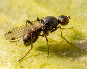 Sepsis fulgens